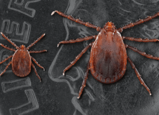 Longhorned tick discovered in northern Missouri for first time, MU researchers find