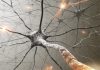 Researchers identify potential new pathway for treating a sporadic form of ALS