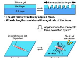 Scientists develop direct measure for strength of skeletal muscle myotubes