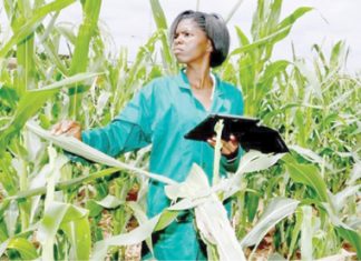 Scientists, farmers reject bill seeking to limit biotechnology adoption – Daily Trust