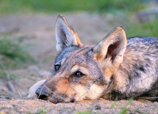 Scientists find that wolves can show attachment toward humans