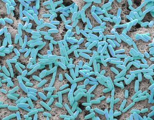 Team Says It Assembled the Most Complex Synthetic Microbiome
