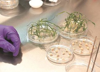 Biden Issues Executive Order Promoting Agriculture and Food Biotechnology – Alliance for Science
