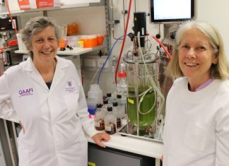 Biotechnology to reduce methane emissions from cattle – UQ News – University of Queensland