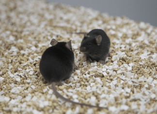Can resilience be learned? Study finds that prior stressful events can help build resilience