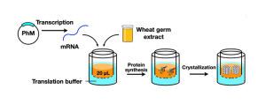 Cell-Free Protein Crystallization Could Advance Structural Biology