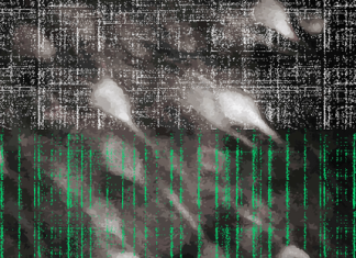 Conscious perception of sound is carried by dedicated assemblies of neurons in the brain