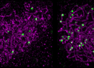 Evidence for new theory of genetic recombination