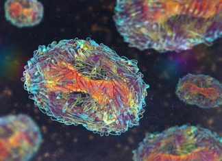 Genomic rearrangements in monkeypox virus could be a sign of adaption to the human host