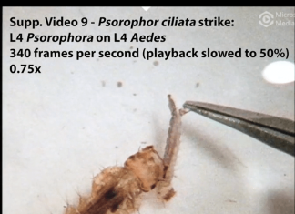 Harpoon heads, sweeping tails: How predatory mosquito larvae capture prey