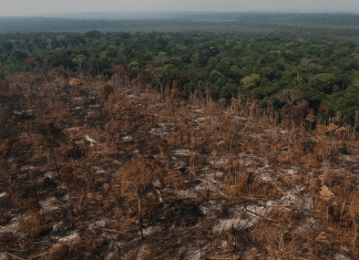 Land tenure drives deforestation rates in Brazil