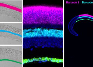 Light-Seq: Full-Transcriptome Sequencing of Hard-to-Access Cells