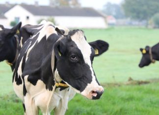 Researchers to develop biotechnology to capture harmful methane – EnvironmentJournal – Environment Journal