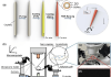 Robotic intracellular electrochemical sensing for adherent cells