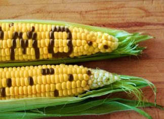 Scientists call for de-politicisation of agricultural biotechnology – Kenya Broadcasting Corporation