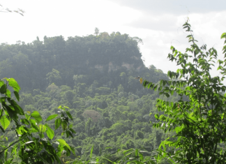 Study estimates how much deforestation could increase if restrictions on mining in the Amazon are lifted