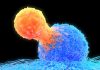 T-cells treated by Turn Biotechnologies show increased cancer-killing effectiveness