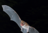 Bats use death metal “growls” to make social calls