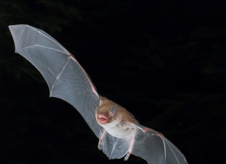 Bats use death metal “growls” to make social calls