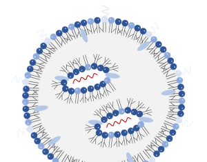 Branched Lipids Increase Efficiency of mRNA Delivery