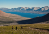 Evolution of tree roots may have driven mass extinctions