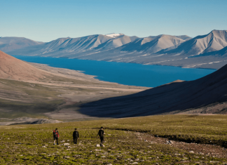 Evolution of tree roots may have driven mass extinctions