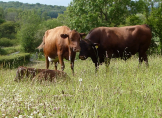 Less intensively managed grasslands have higher plant diversity and better soil health, research shows for first time