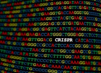 New CRISPR-based tool can snip out faulty genes and replace them with new ones