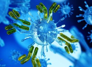 Plant-based monoclonal antibody increases potency of antibody cocktail against SARS-CoV-2 Omicron variant