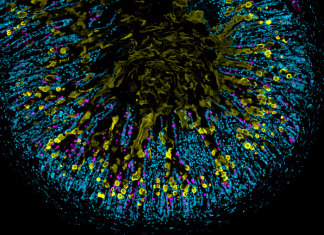 Research team discovers central functions of innate immune cells
