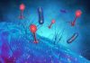 Researchers discover how phage resistance helps drive the emergence of dominant Salmonella strains