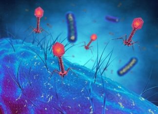 Researchers discover how phage resistance helps drive the emergence of dominant Salmonella strains