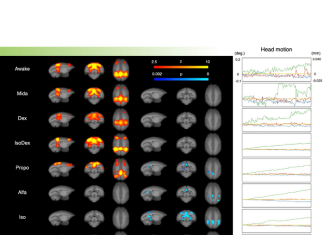 Scientists optimize methods to study brains at rest in a key model organism