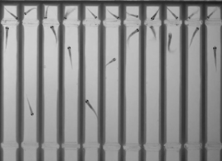 Social Gene and Anti-Social Antibiotic Uncovered in Animal Study May Aid Autism Research
