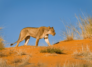 Trends and biases in African large carnivore population assessments: Identifying priorities and opportunities from a systematic review of two decades of research