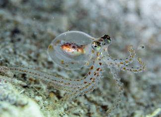 What octopus and human brains have in common