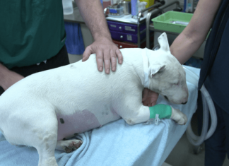 World-first clinical trial in ‘man’s best friend’ could unlock treatment breakthrough for kids with cancer