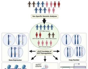 X Chromosome Inactivation Surprisingly Found in Diverse Cancers in Men