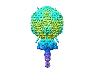 Atomic structure of a staphylococcal bacteriophage using cryo-electron microscopy