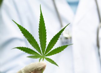 Avecho Biotechnology targets multi-billion-dollar medicinal cannabis space with patented drug delivery system – Small Caps