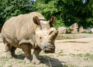 BioRescue produces primordial germ cells from northern white rhino stem cells – a world’s first for large mammals