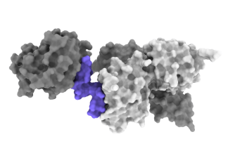 Could insulin come in a pill? How a molecule that mimics insulin may advance diabetes research