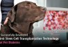 CUVET Successfully Developed the First Stem Cell Transplantation Technology to Treat Pet Diabetes