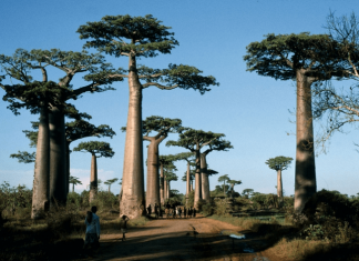Despite peculiarities, conservation challenges are similar in Madagascar and Brazil