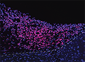 Human Brain Organoids Implanted into Mice Connect to Animals’ Cortex and Respond to External Sensory Stimuli