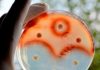 MRSA and TB Thwarted by Synthesized Natural Antibacterial Analogs