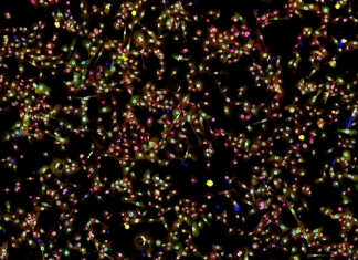 New bacterial therapy approach to treat lung cancer