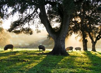Novel machine learning method detects animal coronaviruses that might infect humans