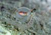 Octopus Intelligence Sheds Light on Evolution of Complex Brains