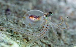 Octopus Intelligence Sheds Light on Evolution of Complex Brains